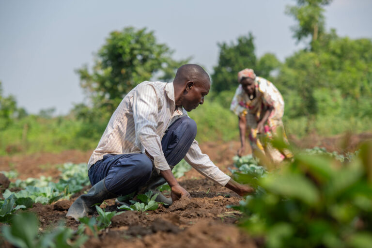 Farmers in Iganga district, looking after their cabbage